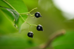 Faramea montevidensis