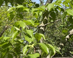 Cornus kousa
