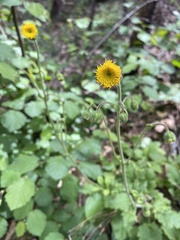 Arnica discoidea