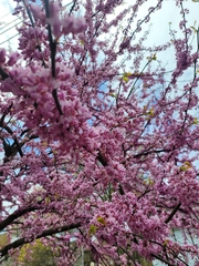 Magnoliopsida