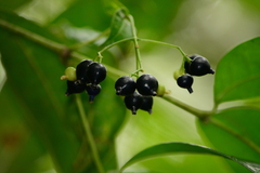 Faramea montevidensis