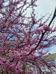 Magnoliopsida