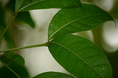 Faramea montevidensis