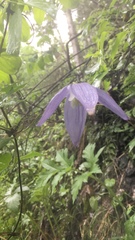 Clematis alpina