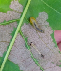 Caliroa quercuscoccineae