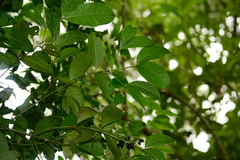 Faramea montevidensis