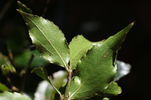 Image of Daphnandra tenuipes by (c) Greg Tasney, some rights reserved (CC BY-SA)