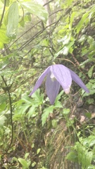 Clematis alpina