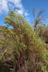 Empleurum unicapsulare
