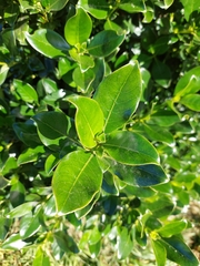 Coprosma