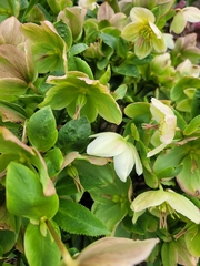 Helleborus