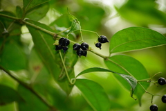 Faramea montevidensis