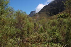 Empleurum unicapsulare