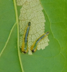 Caliroa quercuscoccineae