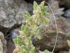 Herniaria cinerea