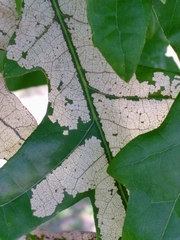 Caliroa quercuscoccineae