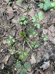 Ranunculus repens