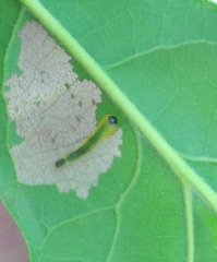 Caliroa quercuscoccineae