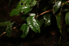 Aristolochia laheyana