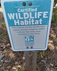 Caliroa quercuscoccineae