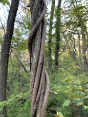 Celastrus orbiculatus
