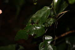 Aristolochia laheyana