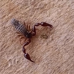 Dendrochernes cyrneus