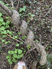 Celastrus orbiculatus