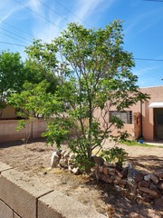 Colophospermum mopane