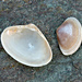 Trough Shells - Photo (c) Tamsin Carlisle, some rights reserved (CC BY-NC-SA)