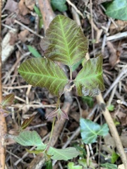 Toxicodendron radicans