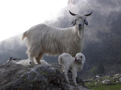 Domestic Goat photo 3