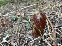 Toxicodendron radicans