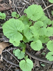 Alliaria petiolata