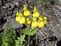 Calceolaria corymbosa mimuloides
