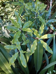 Pittosporum eugenioides