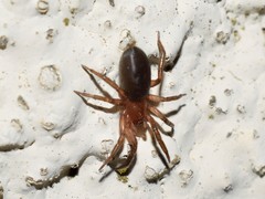Drassyllus