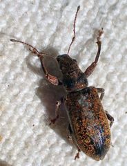 Pachyrhinus cinereus