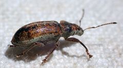 Pachyrhinus cinereus
