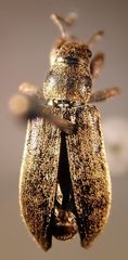Pachyrhinus cinereus