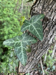 Hedera helix