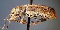 Pachyrhinus cinereus