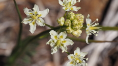 Toxicoscordion venenosum venenosum