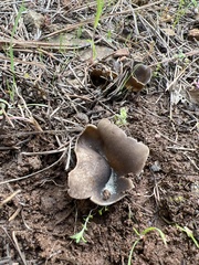 Dissingia leucomelaena