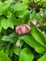 Helleborus