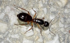 Camponotus sanctus
