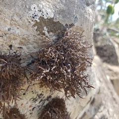 Roccella canariensis