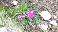 Primula hirsuta