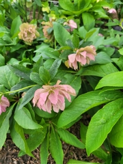 Helleborus