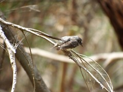 Rhipidura albiscapa alisteri